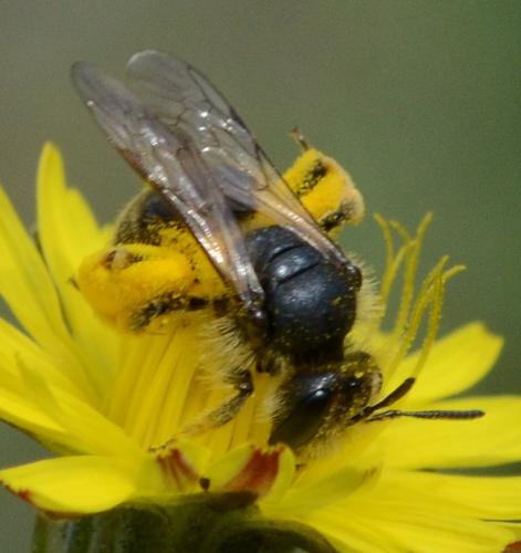 Andrena sp.